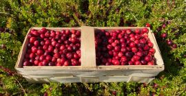 Hola. Tengo arándanos rojos grandes a la venta. Precio