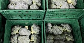 Brócoli fresco (exportación y venta al por menor) o