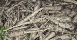 Hola, vendo perejil de Arat, cosechado por encargo. Producto