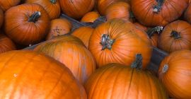 Tengo aproximadamente 15 toneladas de calabazas Magician a la