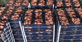Batatas frescas egipcias premium (variedad Bellevue). Tamaños: M /