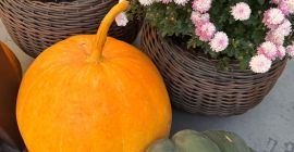 Vendo calabazas comestibles, calabazas de Hokkaido, calabazas de Halloween