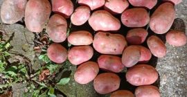 Venta de patatas de mesa - Cosecha 2026. Ofrezco