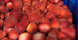 Ofrecemos fresas congeladas, calibradas y sin calibrar, de grado