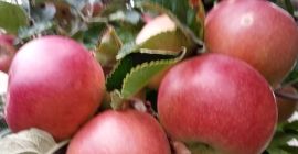 Soy un pequeño productor de fruta (manzanas) del condado