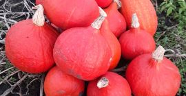 Calabaza de Hokkaido: Naranja, Amoro, Uchiki Kuri. La recojo