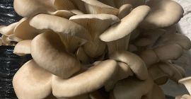 Venderé setas ostra de mi propio cultivo.