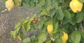 Vand gutui ecologice certificate, cu certificare ecologica inclusiv pentru