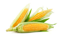 Производство на царевица 2023г