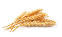 Compraré trigo - forraje, consumo, con recogida propia en