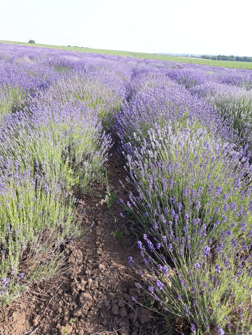 Vendemos plantas de Lavanda, Lavandula Angustifolia, variedad Blue