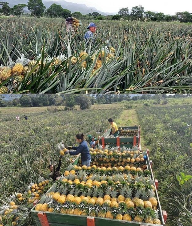 Nombre científico: Ananas comosus. Nombre común: Piña Gold (oro